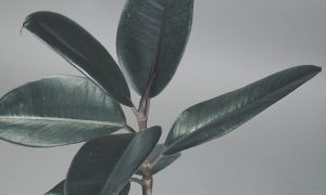 poca-luz-menu