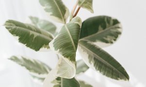 Variegated rubber tree plant, variegata Ficus elastica. House plants indoor, Big indoor plants