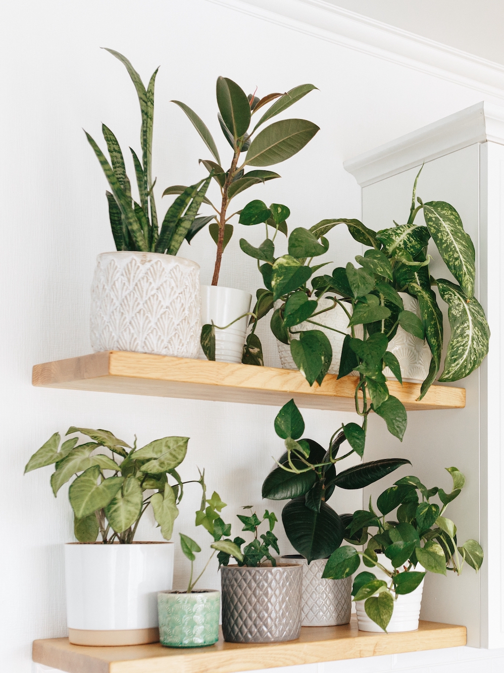 Stylish green houseplants on wooden shelves. Modern room decor urban jungle. Dieffenbachia, epipremnum, ficus, ivy, sansevieria in pots on shelf