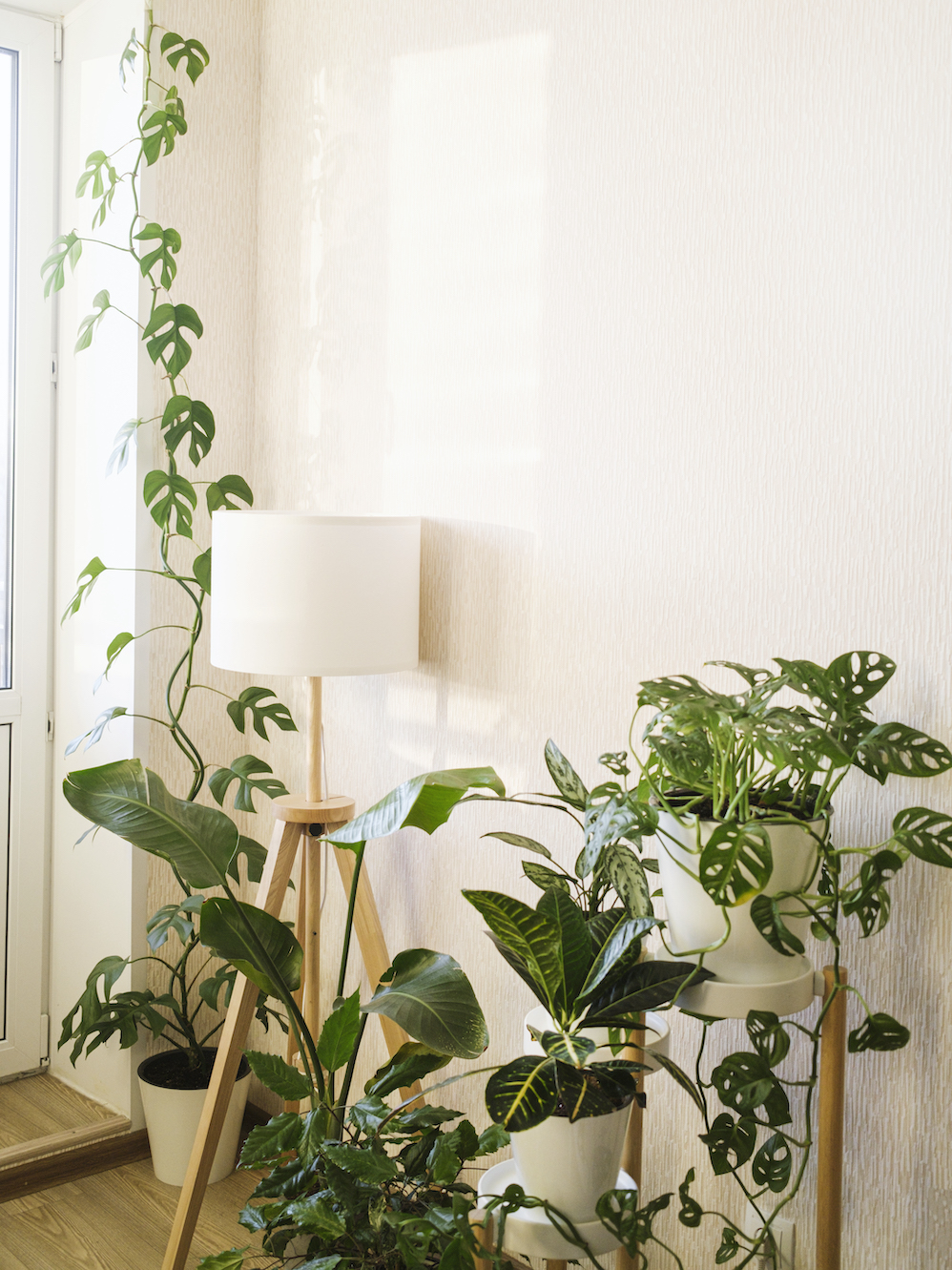 stylish space with plants: aglaonema, zamioculcas, sansevieria, Monstera Obliqua, Rhaphidophora. Modern home garden composition.