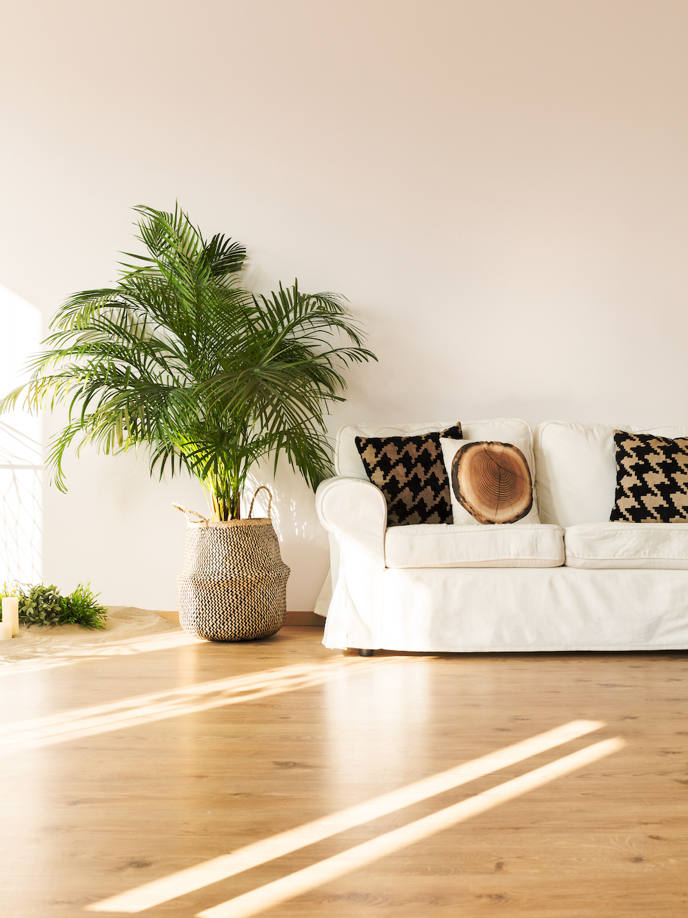 Simple, white living room with sofa, plant, hardwood floor