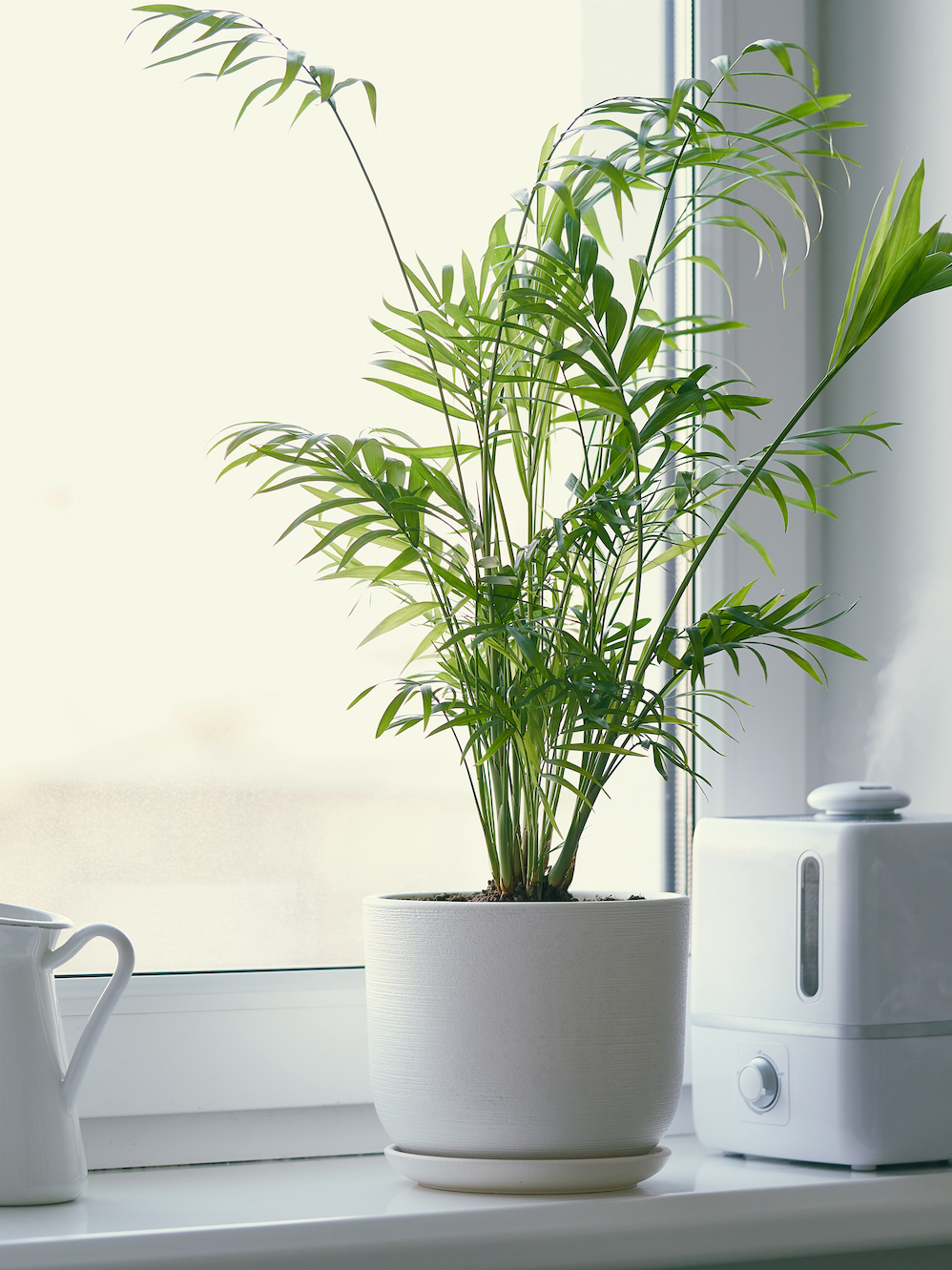 Humidifier and flower Chamaedorea in pot on window. Increase in air humidity in room or office
