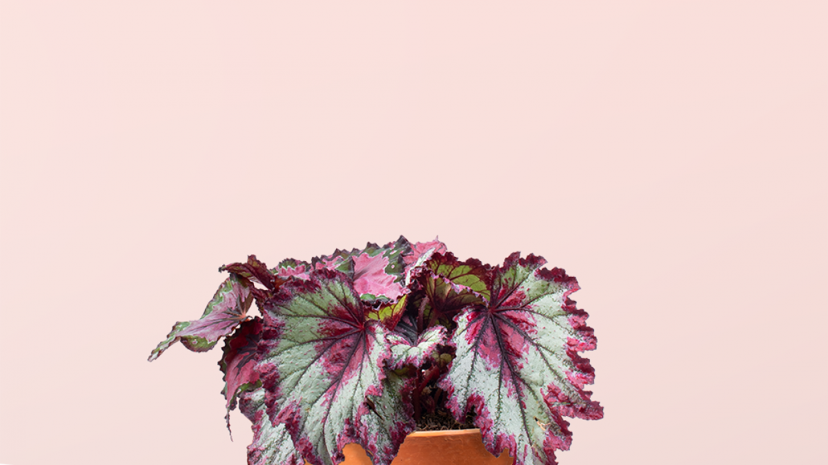 Begonia Rex | Miss. Monstera