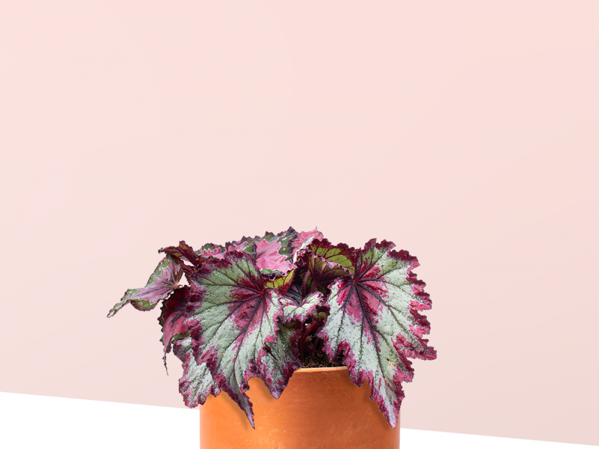 Begonia Rex | Miss. Monstera